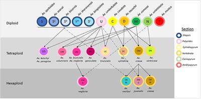 Developing a High-Throughput SNP-Based Marker System to Facilitate the Introgression of Traits From Aegilops Species Into Bread Wheat (Triticum aestivum)